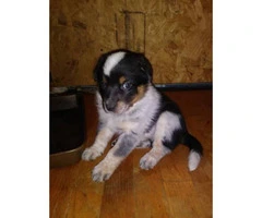 Blue heeler mixed puppies for sale - 5