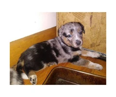 Blue heeler mixed puppies for sale - 6