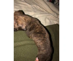 Labrabull Puppies for sale, 4 males and two females left - 2