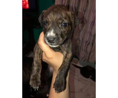 Labrabull Puppies for sale, 4 males and two females left - 3