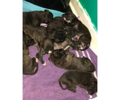 Labrabull Puppies for sale, 4 males and two females left - 4