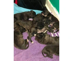 Labrabull Puppies for sale, 4 males and two females left - 5
