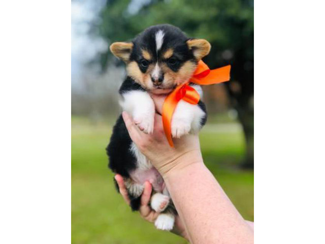 Cutest AKC Corgi Puppies for Sale in Lake Charles ...