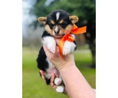 Cutest AKC Corgi Puppies for Sale