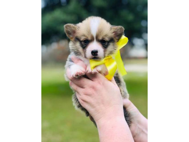 Cutest AKC Puppies for Sale in Lake Charles