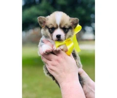 Cutest AKC Corgi Puppies for Sale - 4