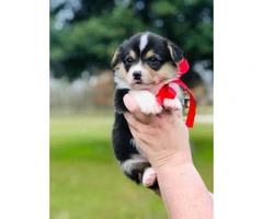 Cutest AKC Corgi Puppies for Sale - 5
