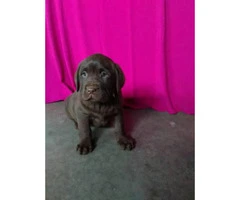9 weeks old lab puppy AKC vet checked