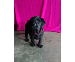 9 weeks old lab puppy AKC vet checked - 2