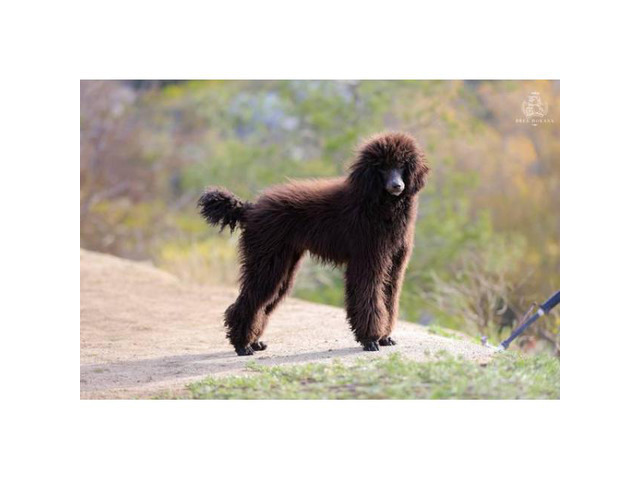 2 beautiful black Standard Poodle female puppies available ...