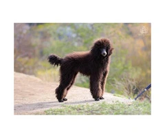 2  beautiful black Standard Poodle female puppies available for you