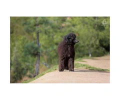 2  beautiful black Standard Poodle female puppies available for you - 2