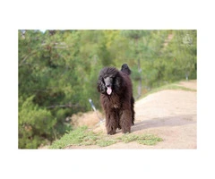 2  beautiful black Standard Poodle female puppies available for you - 3