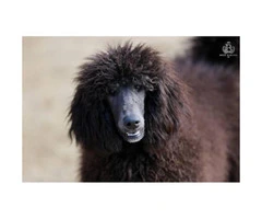 2  beautiful black Standard Poodle female puppies available for you - 4