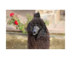 2  beautiful black Standard Poodle female puppies available for you - 5