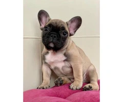 8 weeks Male & female French Bulldog puppies - 4