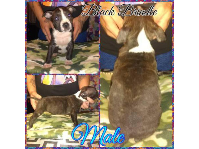 2 male American Bully puppies left (7 weeks old today) in