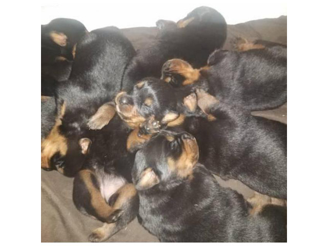 Purebred German rottweiler puppies just born prior to Christmas ...