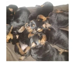 Purebred German rottweiler puppies just born prior to Christmas - 2