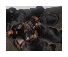 Purebred German rottweiler puppies just born prior to Christmas - 4
