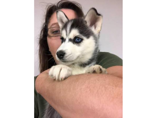 Siberian Husky puppies Roanoke - Puppies for Sale Near Me