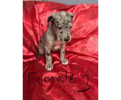 Great Dane puppies M/F Not registered