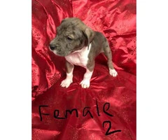 Great Dane puppies M/F Not registered - 3