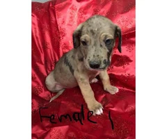 Great Dane puppies M/F Not registered - 4
