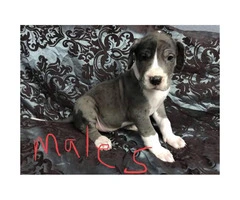 Great Dane puppies M/F Not registered - 5