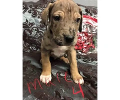Great Dane puppies M/F Not registered - 6
