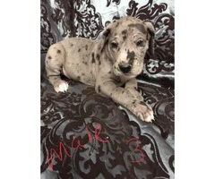 Great Dane puppies M/F Not registered - 7