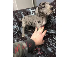 Great Dane puppies M/F Not registered - 8