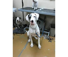 Great Dane puppies M/F Not registered - 10