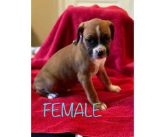 Purebred Boxer Puppies for sale, 2 Females Left - 2