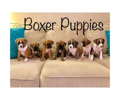 Purebred Boxer Puppies for sale, 2 Females Left - 3
