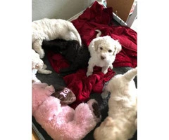 3 poodle puppies searching for a good home (all males) - 2
