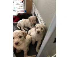 3 poodle puppies searching for a good home (all males) - 3