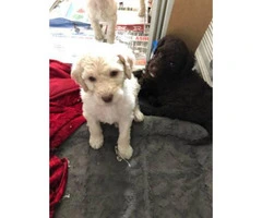 3 poodle puppies searching for a good home (all males) - 4