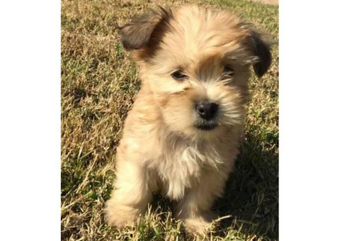 2 boy Maltese shih tzu puppies for sale
