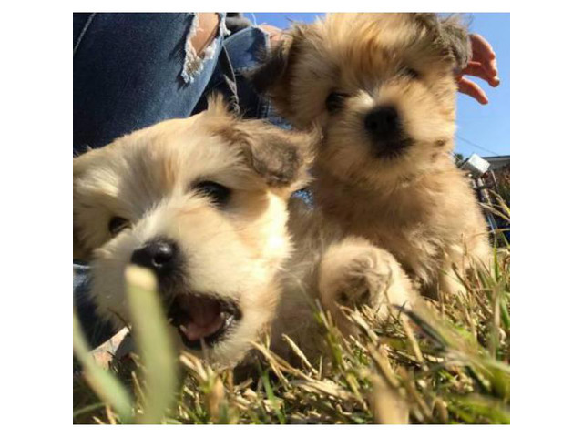 2 boy Maltese shih tzu puppies for sale in Fresno ...