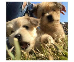2 boy Maltese shih tzu puppies for sale - 5