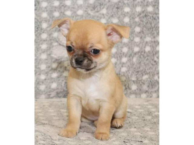 3 beautiful teacup chihuahua puppies now ready for new