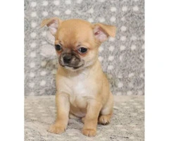 3 beautiful teacup chihuahua puppies now ready for new homes