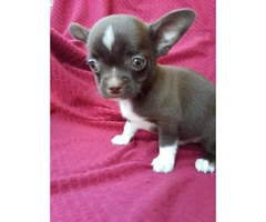 3 beautiful teacup chihuahua puppies now ready for new homes - 2