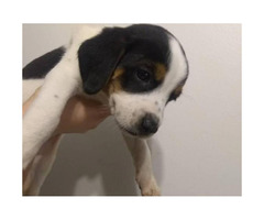 jack russell cross beagle puppies for sale