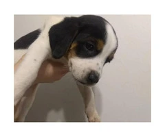 Jack Russell/Beagle Mix puppies ready for rehome