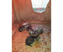 5 purebred German Shepherd puppies, 3 boys 2 girls - 1