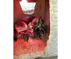 5 purebred German Shepherd puppies, 3 boys 2 girls - 2
