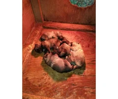 5 purebred German Shepherd puppies, 3 boys 2 girls - 3