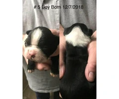 Cute Boston Terrier Puppies need a forever home